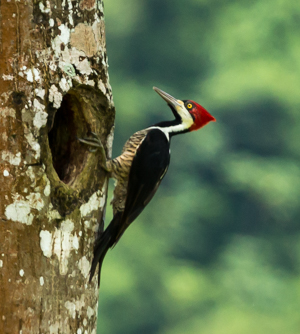 Crimson-crested Woodpecker